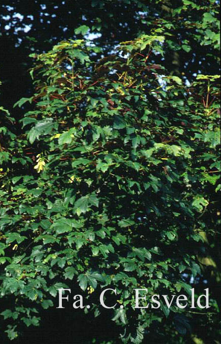 Acer pseudoplatanus 'Atropurpureum'