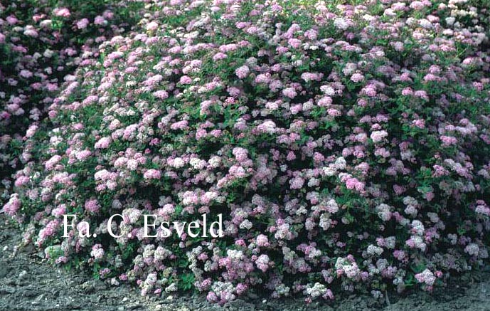 Spiraea japonica 'Little Princess'