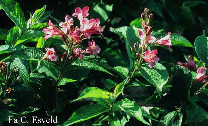 Weigela 'Abel Carriere'
