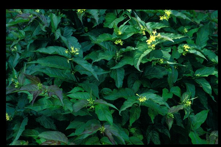 Diervilla sessilifolia