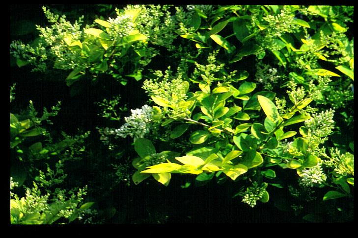 Ligustrum vulgare 'Aureum'
