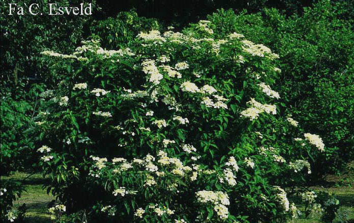 Hydrangea heteromalla