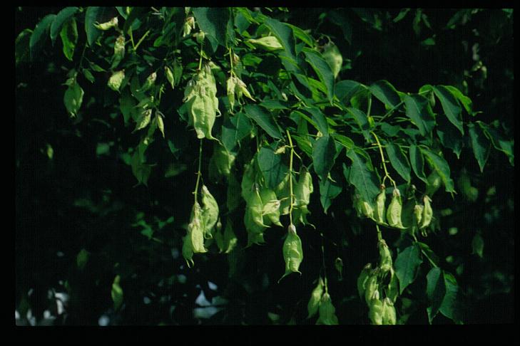 Staphylea colchica