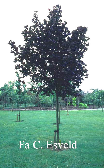 Acer platanoides 'Crimson King'