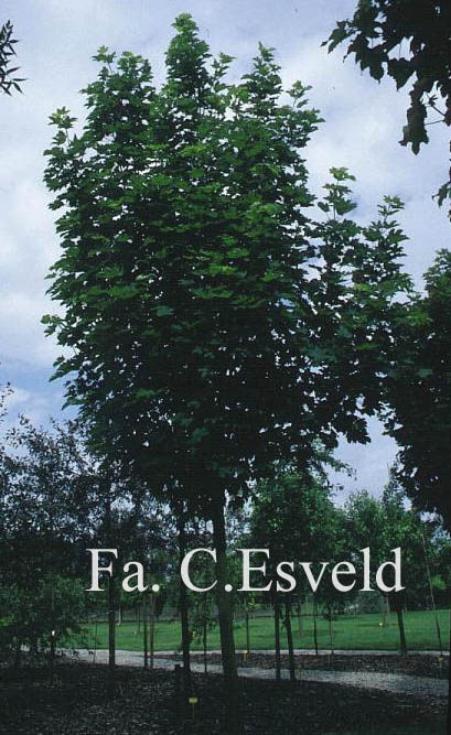 Acer pseudoplatanus 'Erectum'