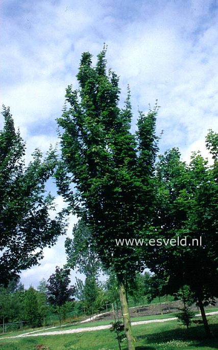 Acer campestre 'Farlake's Column'