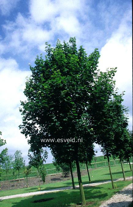 Acer platanoides 'Apollo'