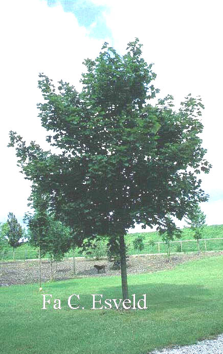 Acer platanoides 'Deborah'