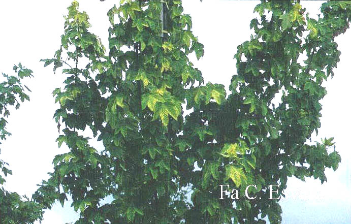 Acer pseudoplatanus 'Worley' (4463)