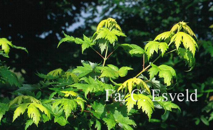 Acer saccharinum 'Lutescens'