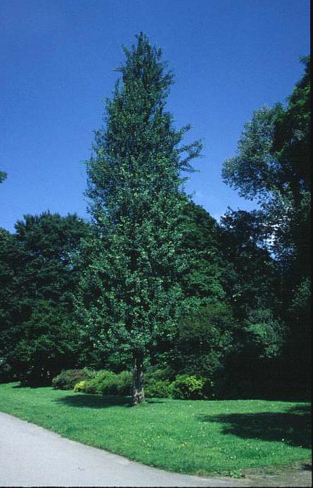 Ginkgo biloba 'Tremonia'