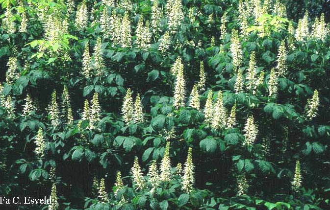 Aesculus parviflora