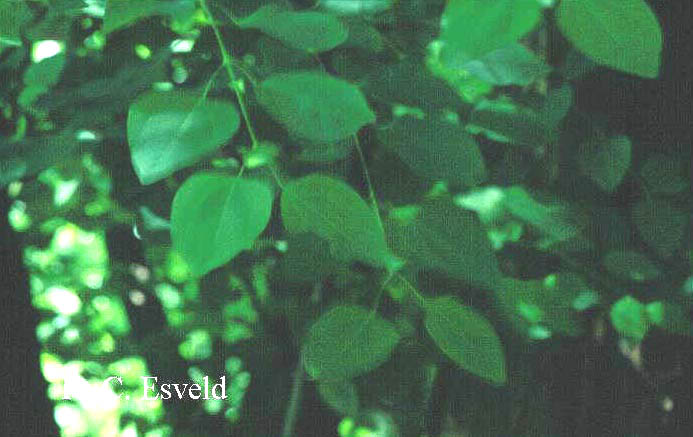 Poliothyrsis sinensis