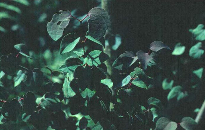 Cercidiphyllum japonicum 'Rotfuchs'