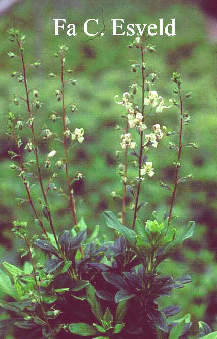 Elliottia bracteata