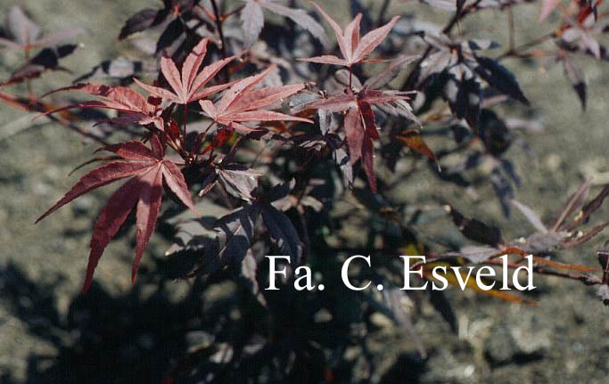 Acer palmatum 'Beni ohtake'