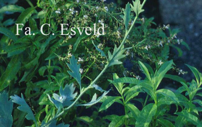 Romneya coulteri
