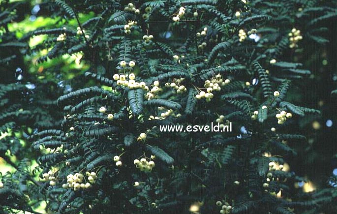 Sorbus 'Thundra'