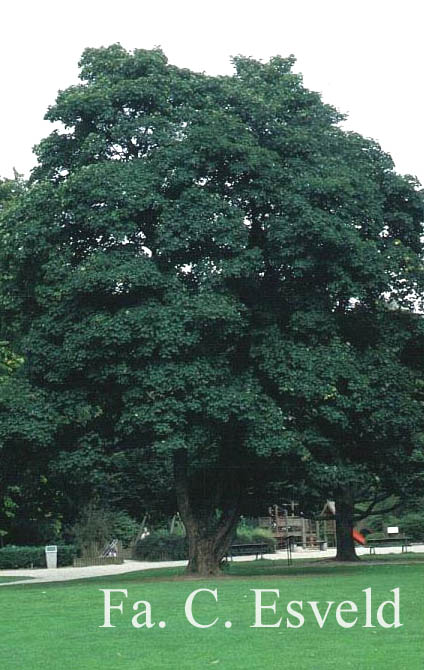 Acer pseudoplatanus