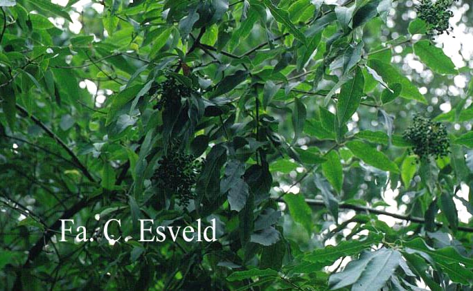 Ligustrum compactum