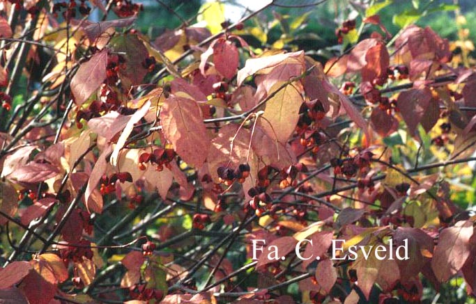 Euonymus planipes