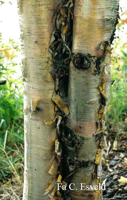 Betula nigra 'Heritage'