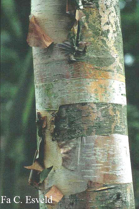 Betula albosinensis 'Fascination'