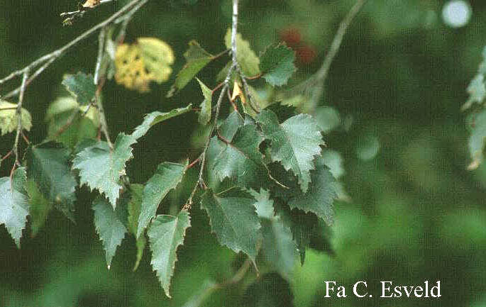 Betula pendula 'Purpurea'