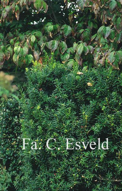 Taxus baccata