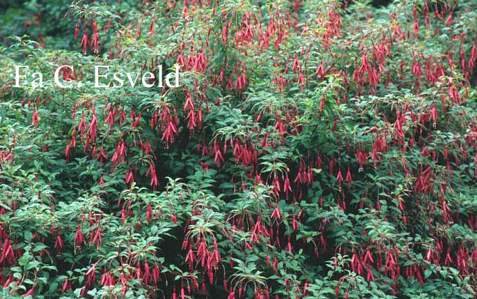 Fuchsia magellanica 'Gracilis'