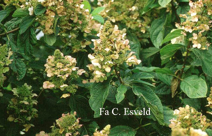 Hydrangea paniculata 'Floribunda'