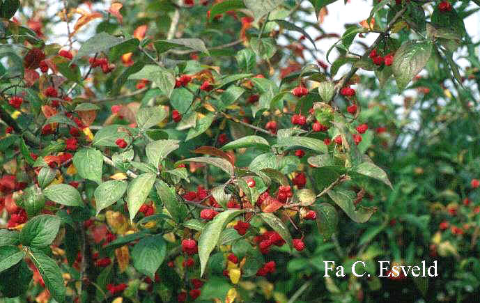 Euonymus europaeus 'Red Cascade'