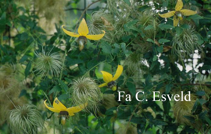 Clematis 'Helios'