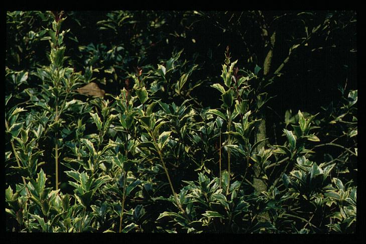 Osmanthus heterophyllus 'Variegatus'