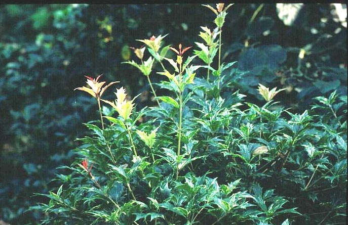 Osmanthus heterophyllus 'Goshiki'