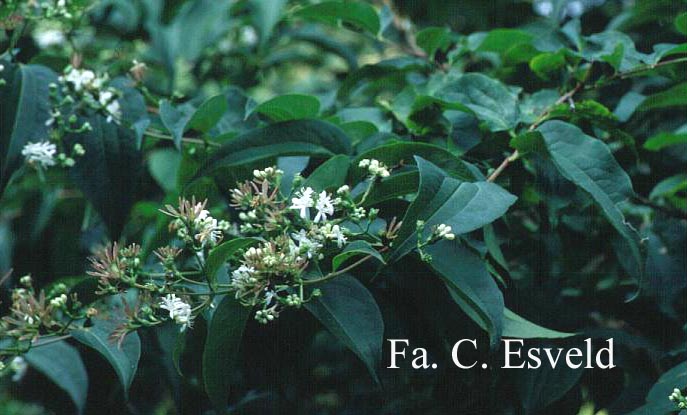 Heptacodium miconioides