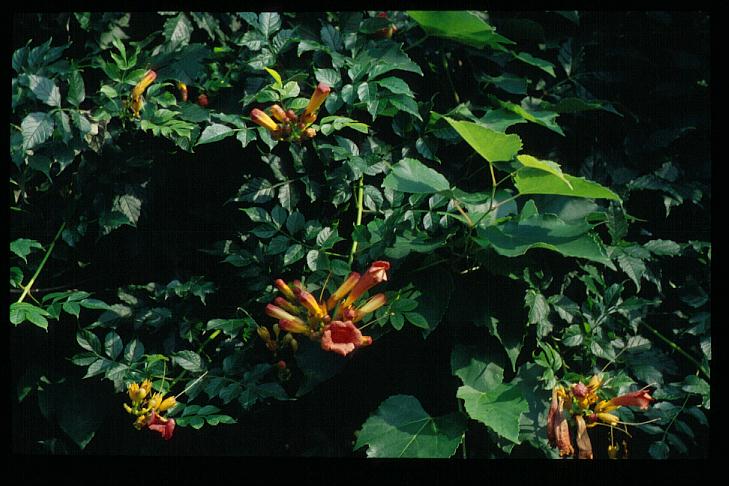 Campsis tagliabuana 'Mme Galen'