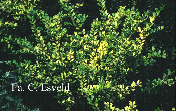 Ilex crenata 'Golden Gem'