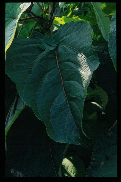 Populus lasiocarpa