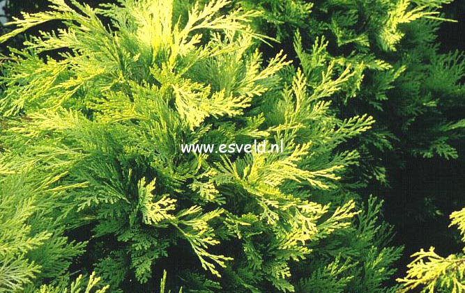 Chamaecyparis lawsoniana 'Mininova'