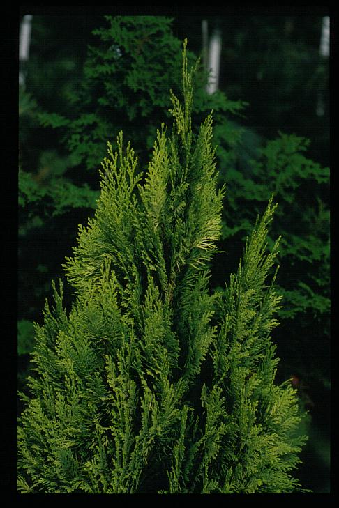 Chamaecyparis lawsoniana 'Supernova' (4785)