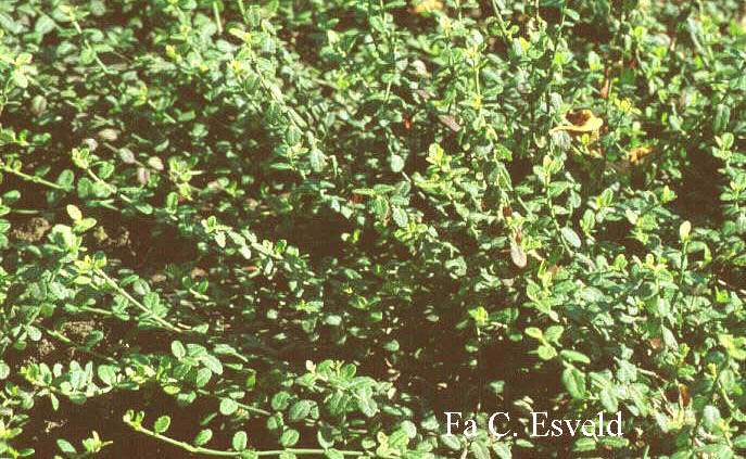 Euonymus fortunei 'Kewensis' (4796)