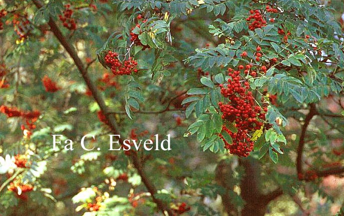 Sorbus 'Kewensis'