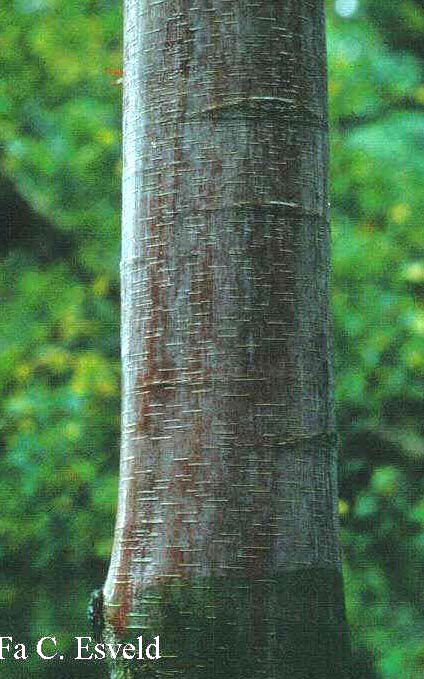 Betula albosinensis