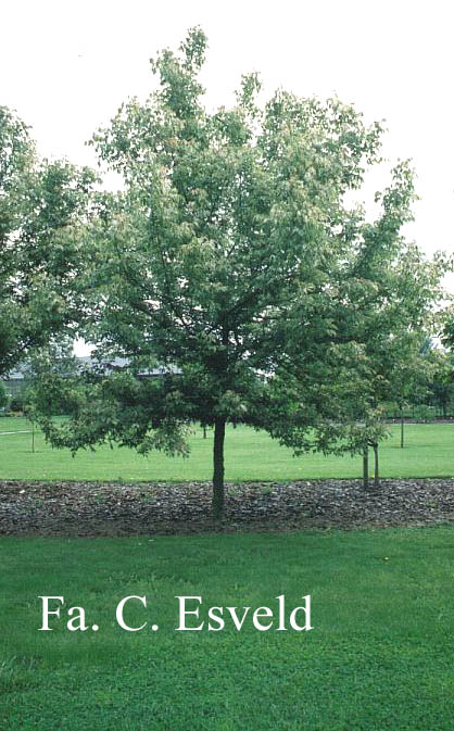 Acer negundo 'Variegatum'