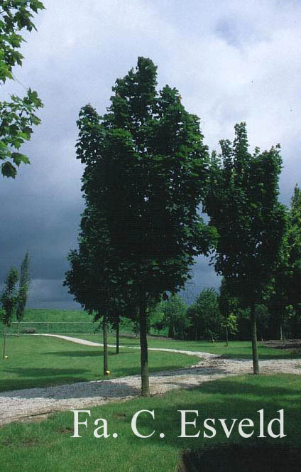 Acer platanoides 'Columnare'