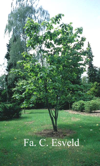 Acer pensylvanicum