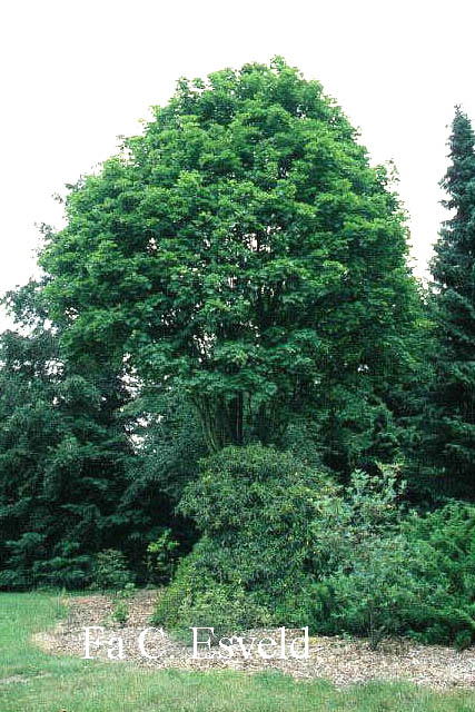 Acer platanoides 'Almira'