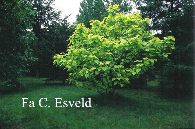 Catalpa bignonioides 'Aurea'