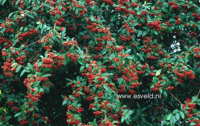 Cotoneaster watereri 'Cornubia'